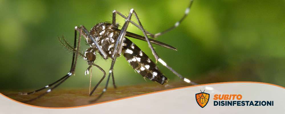 Come allontanare le zanzare: quanto vive e perché ti punge
