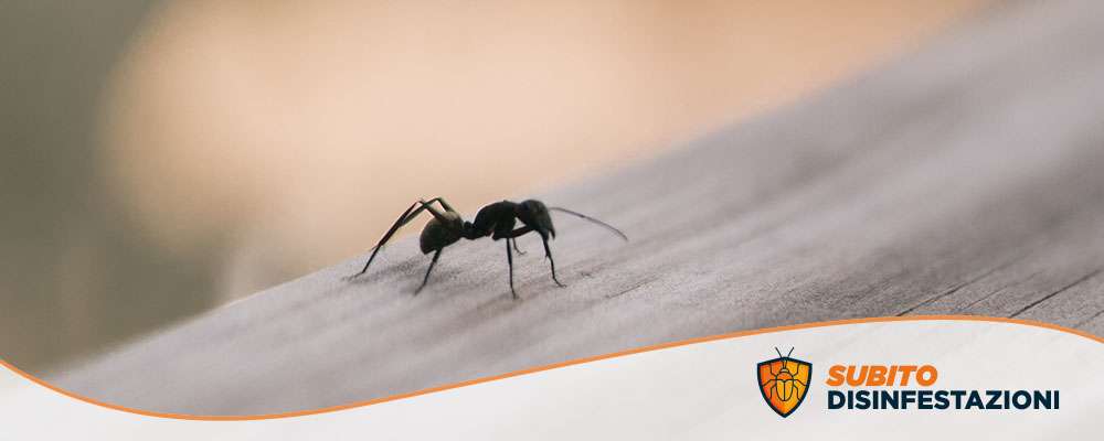 Come eliminare le formiche: specie e rimedi naturali